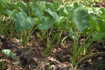 UNE PLANTE  DE MANIOC  DU BURKINA 