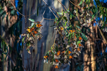 tree full of butterflys