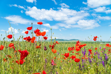 Fototapeta na wymiar Red poppies and other flowers with a green grass on a meadow. Summer wild meadow flowers against the background of the blue sky with clouds