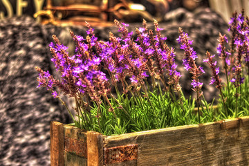 bunch of lavender in garden