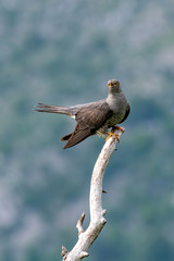 Common cuckoo (Cuculus canorus) sitting on a barbed branch