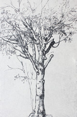 The drawing of a tree in the vintage book Leonardo da Vinci by A.L. Volynskiy, St. Petersburg, 1899