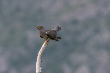 Common cuckoo (Cuculus canorus) sitting on a barbed branch