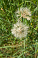 dandelion on background of green grass