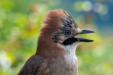 Closeup of Eurasian Jay- Garrulus glandarius in its natural habitat