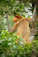 Proboscis monkey (Nasalis larvatus) or long-nosed monkey, known as the bekantan in Indonesia, is a reddish-brown arboreal Old World monkey with an unusually large nose. It is endemic to Borneo