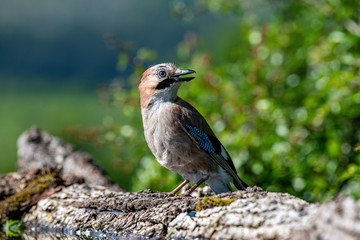Closeup of Eurasian Jay- Garrulus glandarius in its natural habitat
