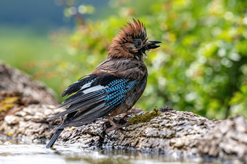 Closeup of Eurasian Jay- Garrulus glandarius in its natural habitat