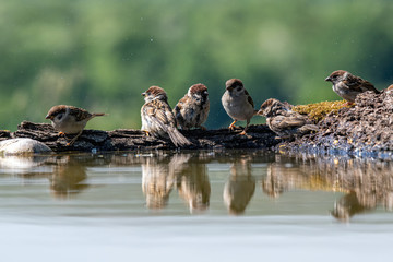 Eurasian tree sparrow (Passer Montanus)  sitting near a small pond in the forest