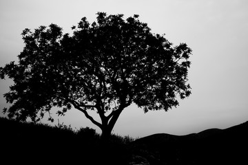 Obraz premium Silhouette of Tree