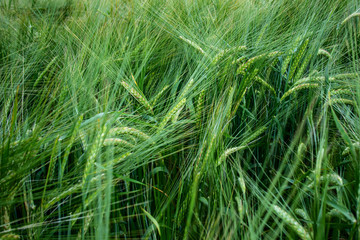 closeup of green grass