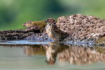 Eurasian tree sparrow (Passer Montanus)  sitting near a small pond in the forest