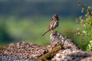 Eurasian tree sparrow (Passer Montanus)  sitting near a small pond in the forest