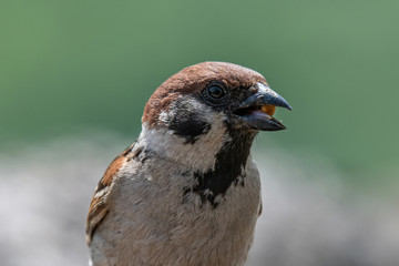 Eurasian tree sparrow (Passer Montanus) sitting sideways on a branch.
