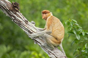 Proboscis monkey (Nasalis larvatus) or long-nosed monkey, known as the bekantan in Indonesia, is a reddish-brown arboreal Old World monkey with an unusually large nose. It is endemic to Borneo