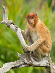 Proboscis monkey (Nasalis larvatus) or long-nosed monkey, known as the bekantan in Indonesia, is a reddish-brown arboreal Old World monkey with an unusually large nose. It is endemic to Borneo