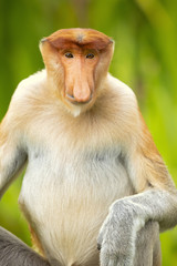 Naklejka premium Proboscis monkey (Nasalis larvatus) or long-nosed monkey, known as the bekantan in Indonesia, is a reddish-brown arboreal Old World monkey with an unusually large nose. It is endemic to Borneo