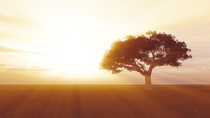 Obraz na płótnie Canvas tree in the meadow sunset