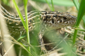 A large lizard hunts hiding in the grass. Animal wildlife in fields, reptile close up