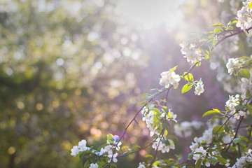 white apple flowers on a branch. apple flowers background	
