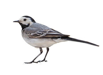 White Wagtail (Motacilla alba) on autumn, isolated on White background