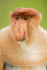 Naklejka premium Proboscis monkey (Nasalis larvatus) or long-nosed monkey, known as the bekantan in Indonesia, is a reddish-brown arboreal Old World monkey with an unusually large nose. It is endemic to Borneo