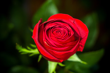 Beautiful Red Rose flower. Nature. close up, selective focus