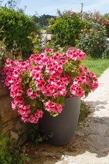 Planter with pink geranium flowers in a garden during spring