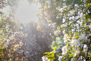 white apple flowers on a branch. apple flowers background	