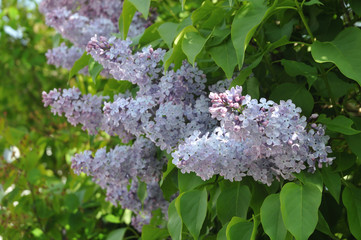 panicle infloresescences of a common lilac shrub