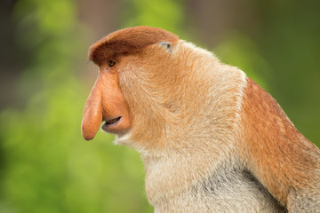 Proboscis monkey (Nasalis larvatus) or long-nosed monkey, known as the bekantan in Indonesia, is a...