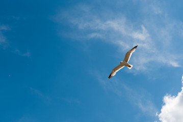 Fototapeta na wymiar Seagulls flying on a sunny day with white clouds in Savona, Italy.