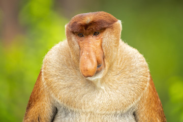 Naklejka premium Proboscis monkey (Nasalis larvatus) or long-nosed monkey, known as the bekantan in Indonesia, is a reddish-brown arboreal Old World monkey with an unusually large nose. It is endemic to Borneo