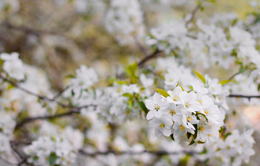 white apple flowers on a branch. apple flowers background	