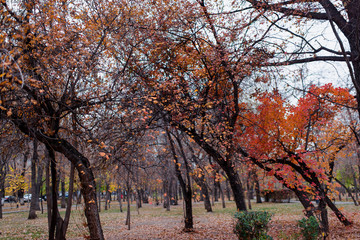 Trees with yellowed foliage. Walk in the Park in autumn. Fallen leaves from trees.