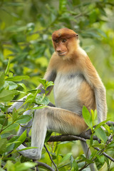 Proboscis monkey (Nasalis larvatus) or long-nosed monkey, known as the bekantan in Indonesia, is a reddish-brown arboreal Old World monkey with an unusually large nose. It is endemic to Borneo