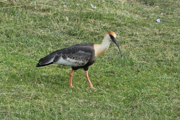 Vögel