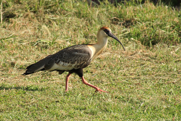 Vögel