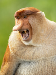 Naklejka premium Proboscis monkey (Nasalis larvatus) or long-nosed monkey, known as the bekantan in Indonesia, is a reddish-brown arboreal Old World monkey with an unusually large nose. It is endemic to Borneo