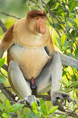Naklejka premium Proboscis monkey (Nasalis larvatus) or long-nosed monkey, known as the bekantan in Indonesia, is a reddish-brown arboreal Old World monkey with an unusually large nose. It is endemic to Borneo