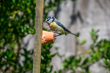 Cyanistes caeruleus (bluetit) perched on a garden bird feeder