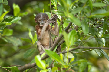 Proboscis monkey (Nasalis larvatus) or long-nosed monkey, known as the bekantan in Indonesia, is a reddish-brown arboreal Old World monkey with an unusually large nose. It is endemic to Borneo