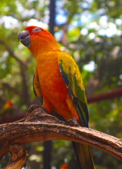 Beautiful colorful Parrot and Macaw bird  in the nature tropical  zoo  