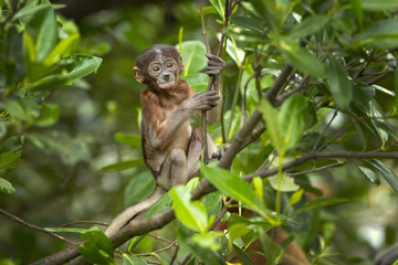 Proboscis monkey (Nasalis larvatus) or long-nosed monkey, known as the bekantan in Indonesia, is a reddish-brown arboreal Old World monkey with an unusually large nose. It is endemic to Borneo