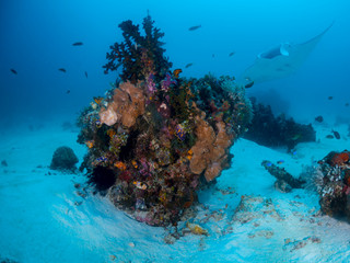 A beautiful reef scape with corals in blue water
