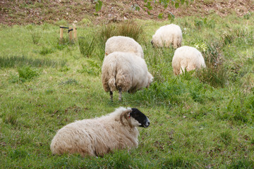 Fototapeta premium Sheep lying and grazing in a field in Brittany