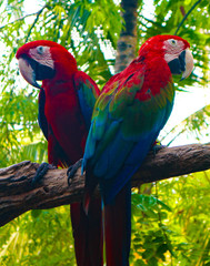Naklejka na ściany i meble Beautiful colorful Parrot and Macaw bird in the nature tropical zoo 