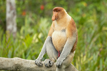Proboscis monkey (Nasalis larvatus) or long-nosed monkey, known as the bekantan in Indonesia, is a reddish-brown arboreal Old World monkey with an unusually large nose. It is endemic to Borneo