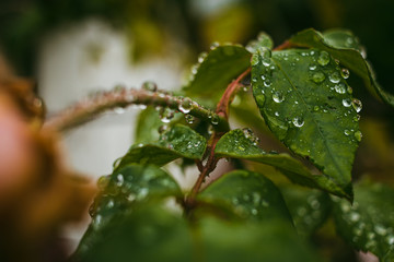 Fototapeta na wymiar raindrops on leaves