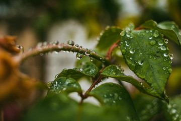 raindrops on green leaves